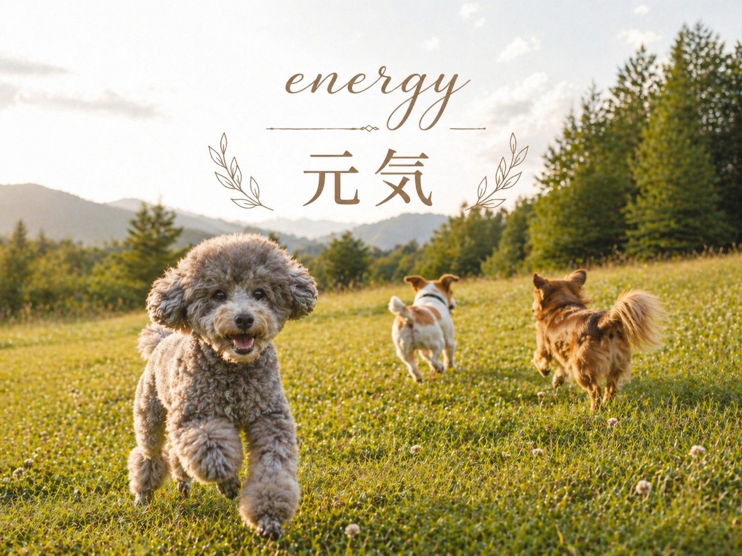 元気な愛犬
